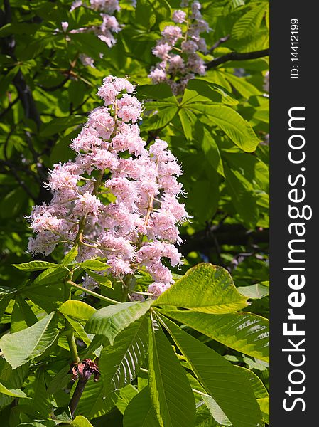 Chestnut tree flowers