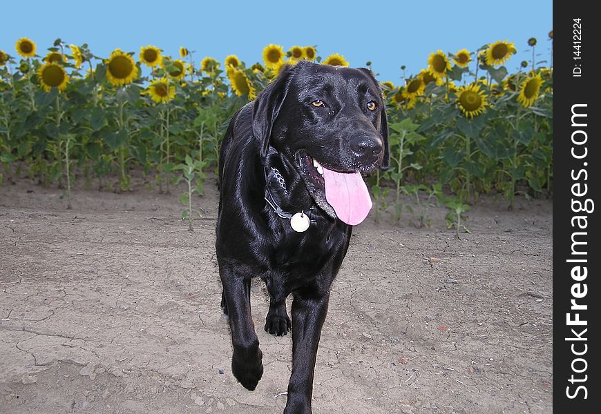Happy dog running with a sunflower field. Happy dog running with a sunflower field.