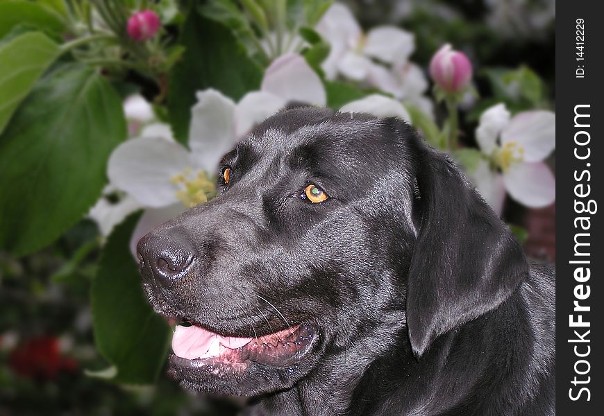 Labrador retriever on flowery background. Labrador retriever on flowery background.