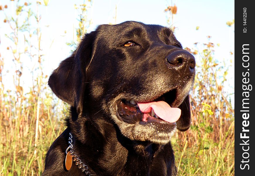 Portrait of Labrador Retriever in the meadow. Portrait of Labrador Retriever in the meadow.