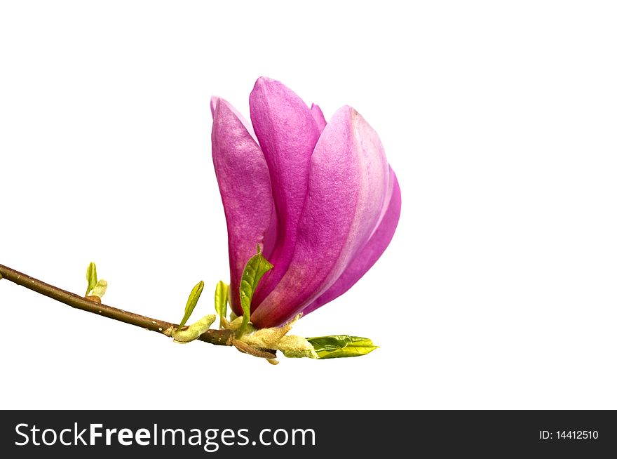 Flowering branch of magnolia isolated on a white background. Flowering branch of magnolia isolated on a white background.