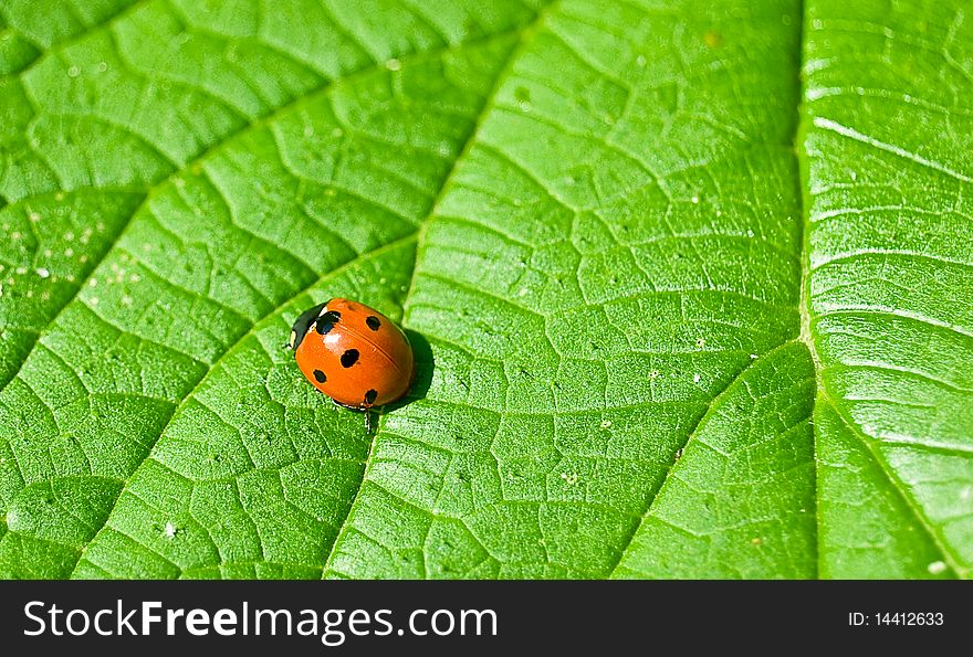 Ladybug on the green leaf