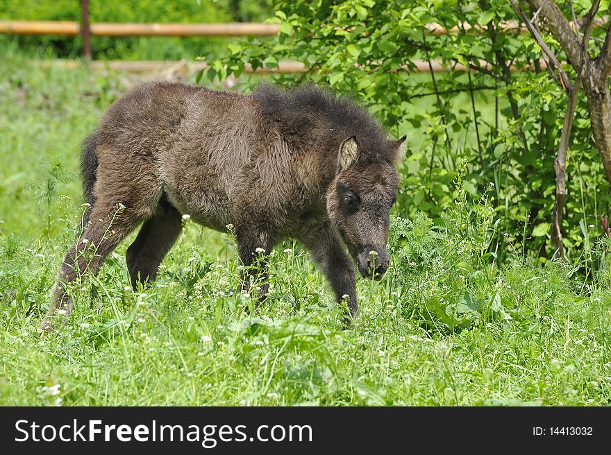 Baby pony is grazing on grass. Baby pony is grazing on grass