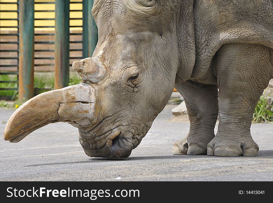 White Rhinoceros