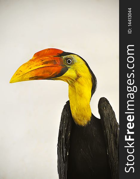 Wrinkled Hornbill