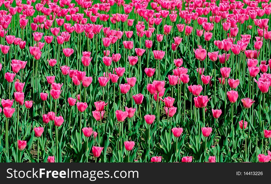 Large lawn on which grows a lot of bright tulips