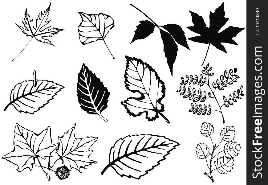 Set of various leaves