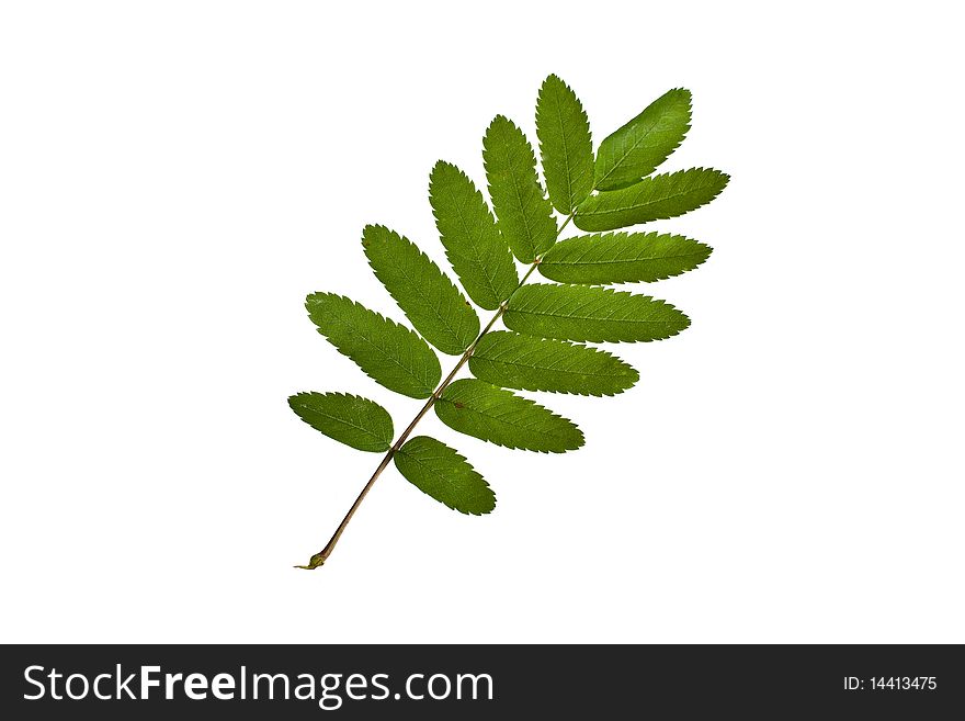 Ash Branch and leaves isolated on white background. Ash Branch and leaves isolated on white background.