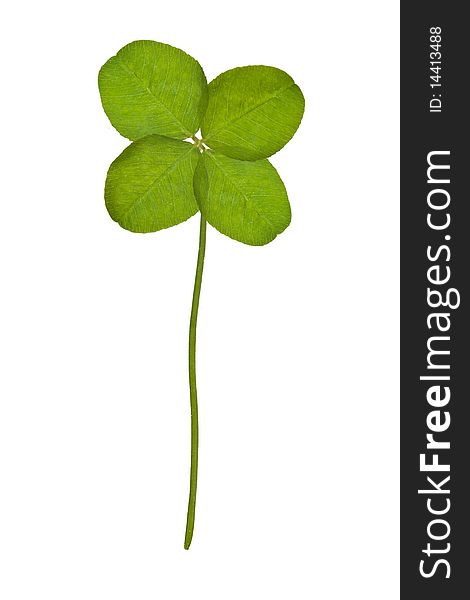 Four Leaf Clover isolated on white