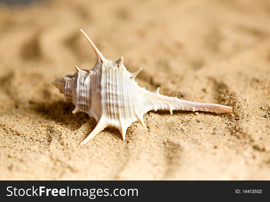 Sea Shell on the beach