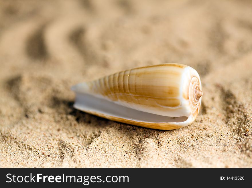 Shell on the beach sand. Shell on the beach sand