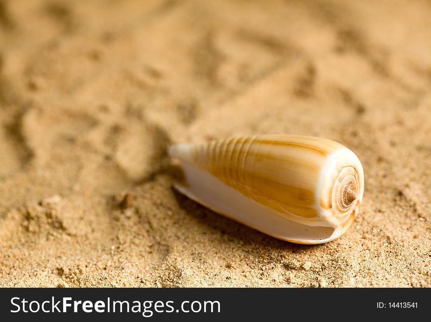 Shell on the sandy beach. Shell on the sandy beach.