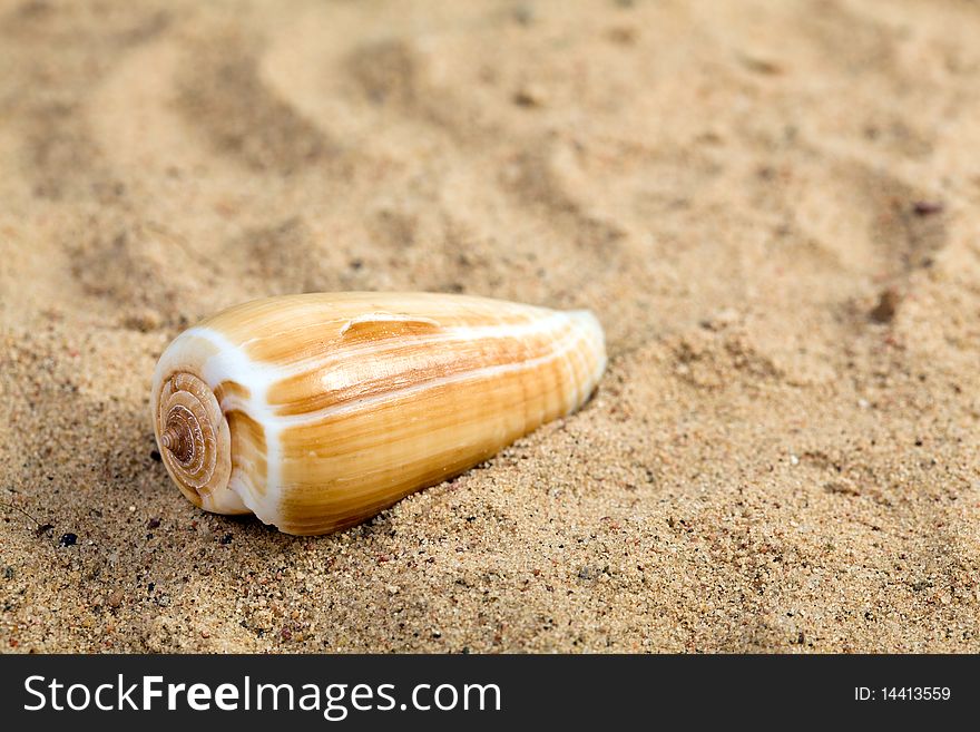 Sea Shell on the beach.