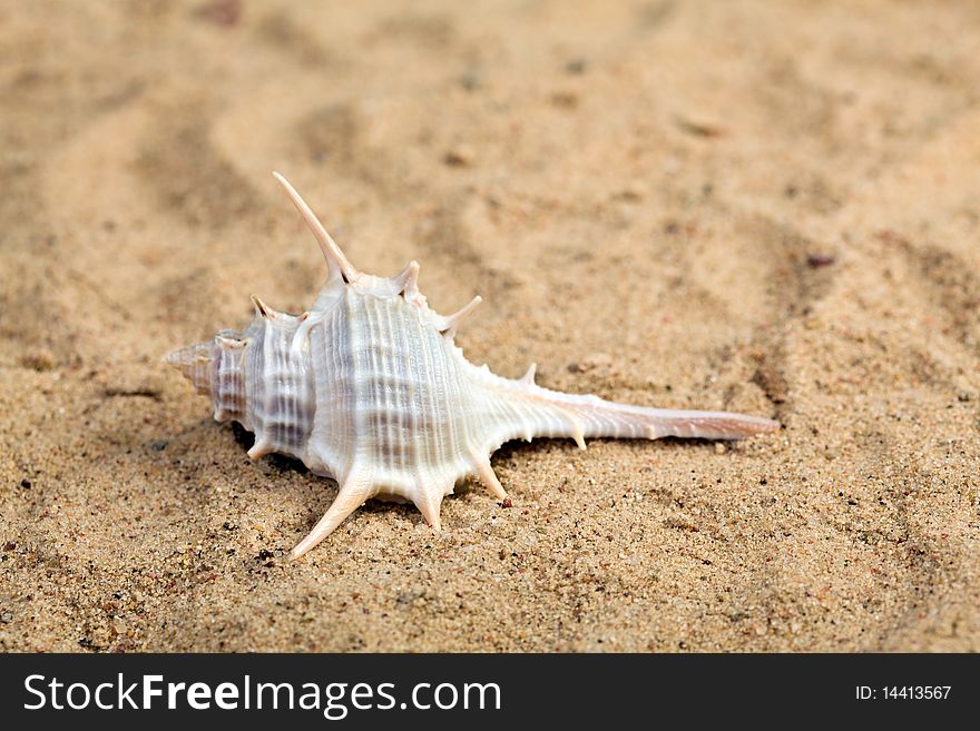 Shell on the beach sand. Shell on the beach sand.
