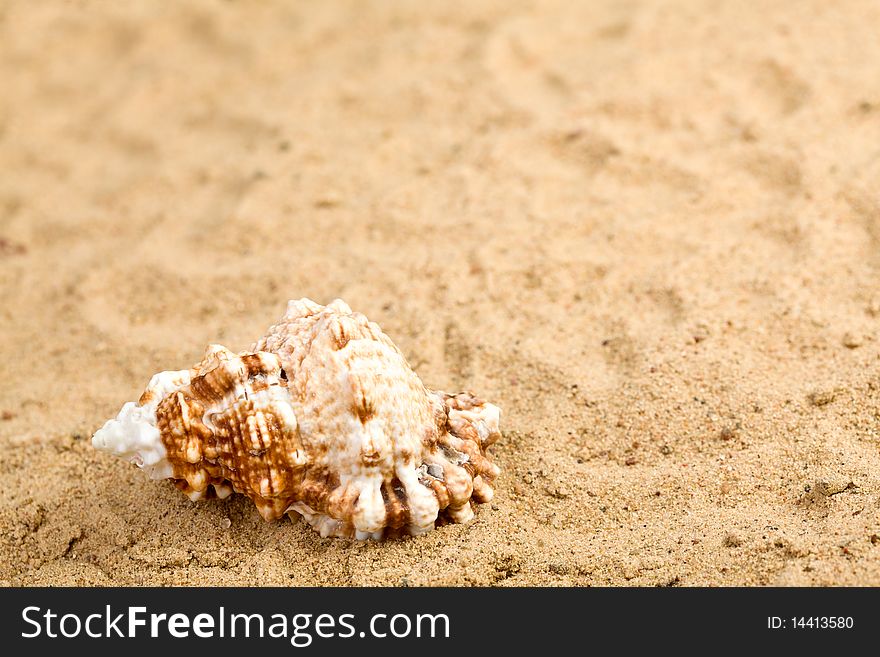 Sea Shell on the beach.