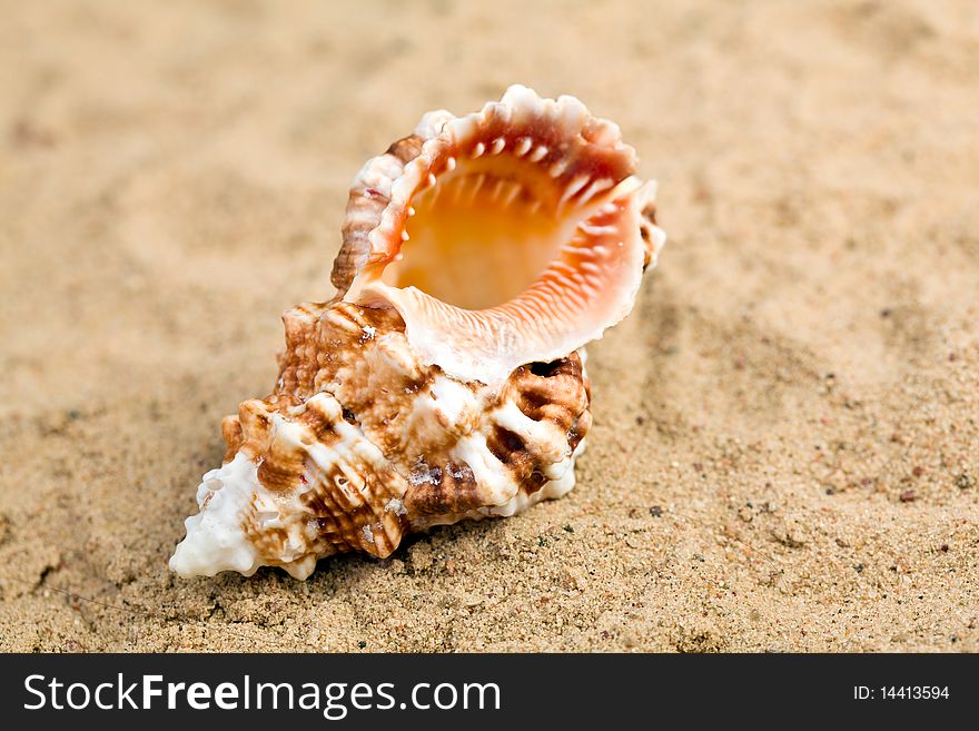 Shell on the beach sand. Shell on the beach sand.