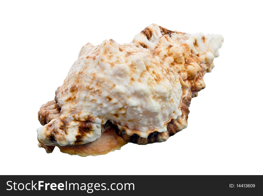 Sea shell isolated on white