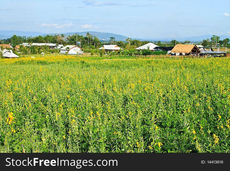 Take in rural farm in Chiangrai Province,Thailand