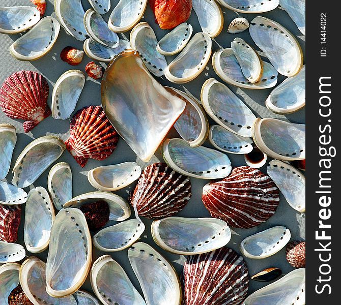 Natural colorful cockleshells of different kinds on a textured lightly grey background.These include shells with nacre. Natural colorful cockleshells of different kinds on a textured lightly grey background.These include shells with nacre.