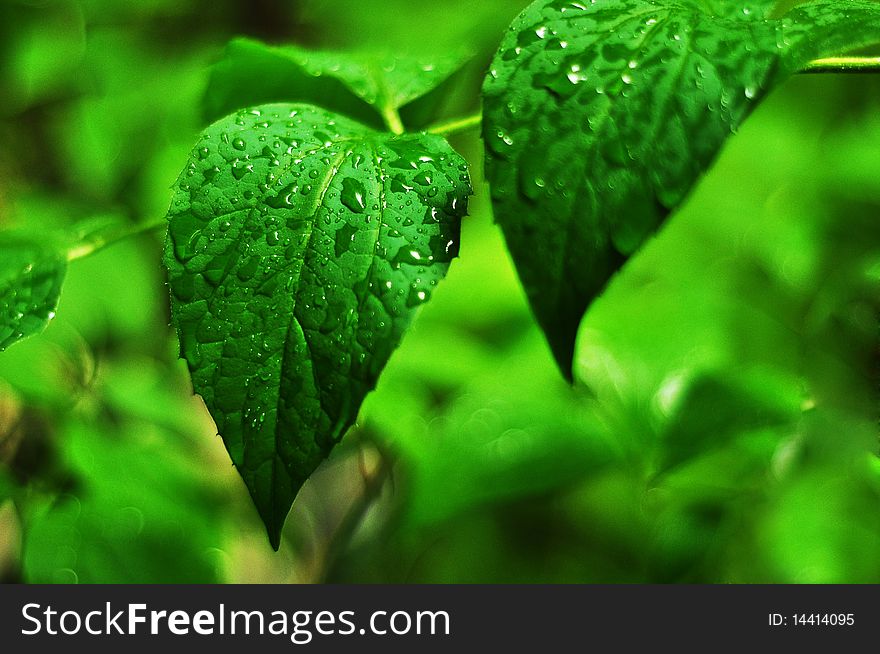 Drops of rain on a silky leaf