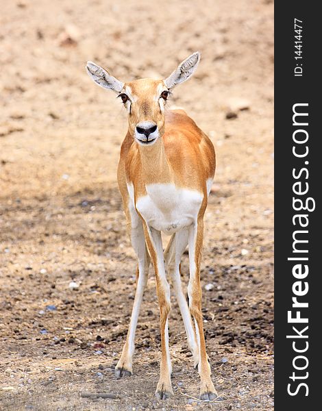 Cute young deer or antelope from a safari zoo staring at camera