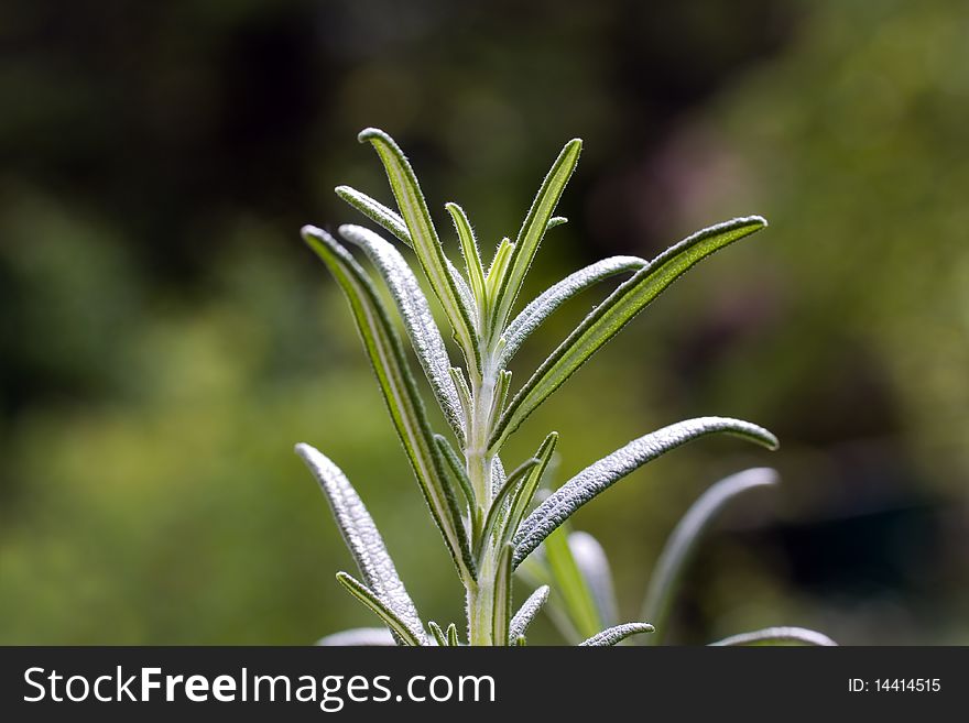 Green branches of rosemary plant . Green branches of rosemary plant .