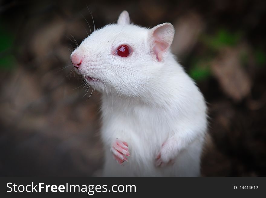 Albino chipmunk foraging for food