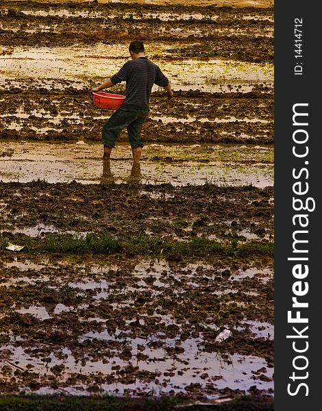 Picture of a farmer sowing rice seedlings, standing in paddy fields, bared-feeted, at a spring dusk. Picture of a farmer sowing rice seedlings, standing in paddy fields, bared-feeted, at a spring dusk