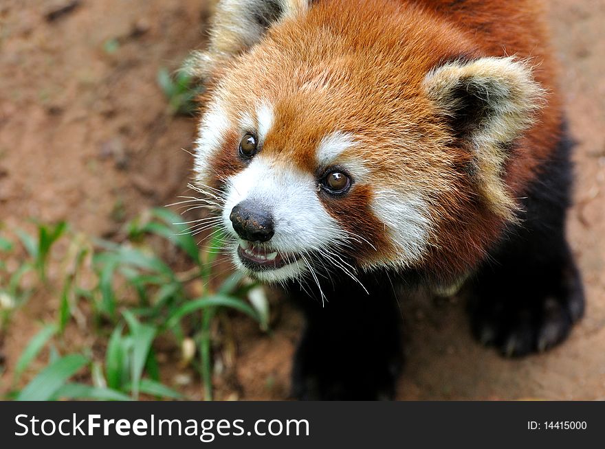 A lesser panda, or called ailurus fulgens, who has lovely and beautiful face. A lesser panda, or called ailurus fulgens, who has lovely and beautiful face.