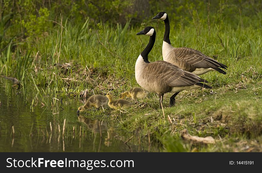 Canadian Geese with Goslings at Rivers Edge