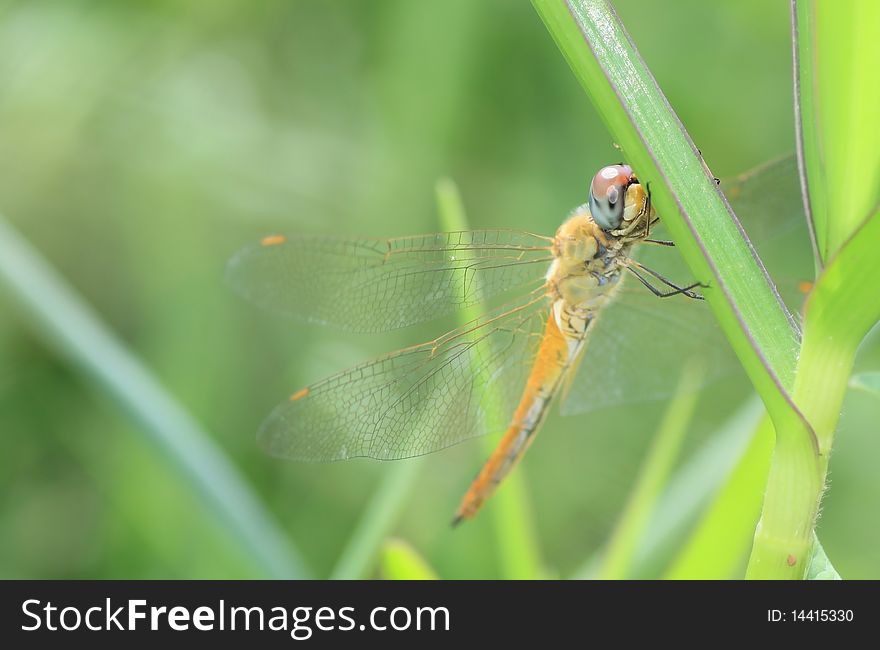 Dragonfly photo golden leaf stalk