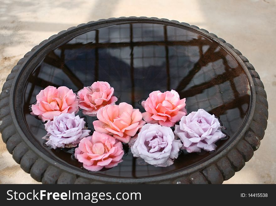 Rose bush, Rosa, bird bath. Rose bush, Rosa, bird bath