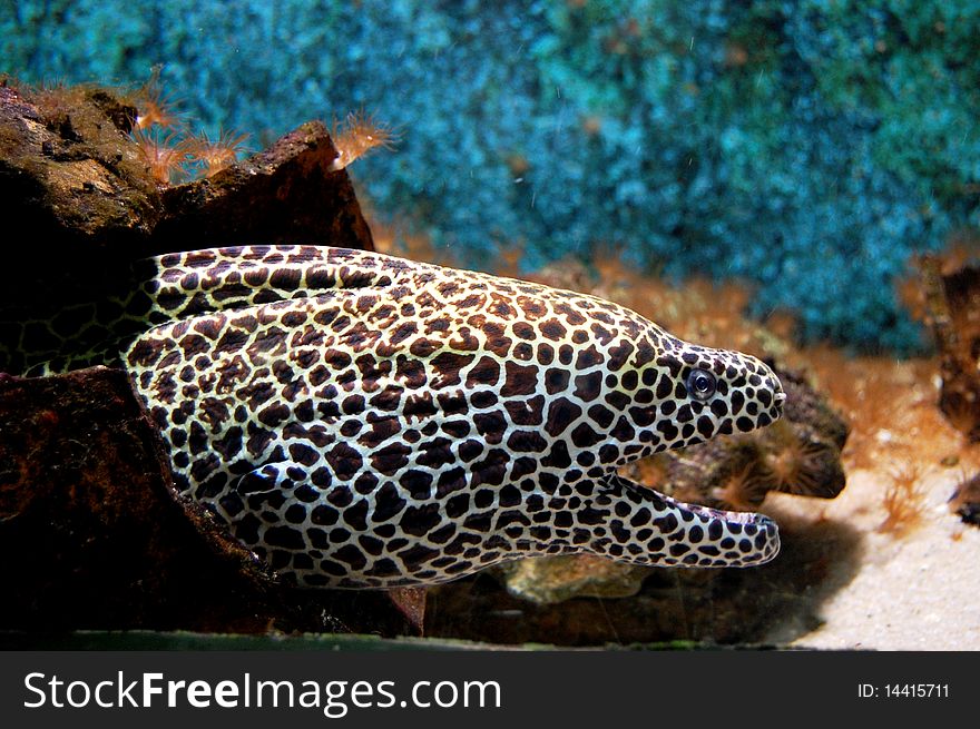 Moray - aqaurium ZOO Kopecek Olomouc