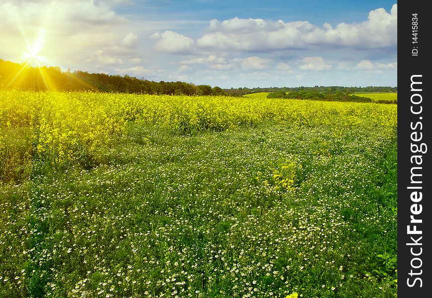 Wonderful view of meadow with camomile by spring. Wonderful view of meadow with camomile by spring.
