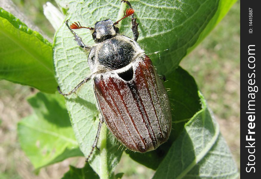 Brown may-bug beetle in leaves sitting