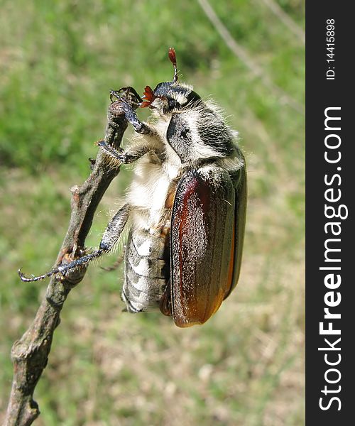 Brown may-bug beetle sitting on stick