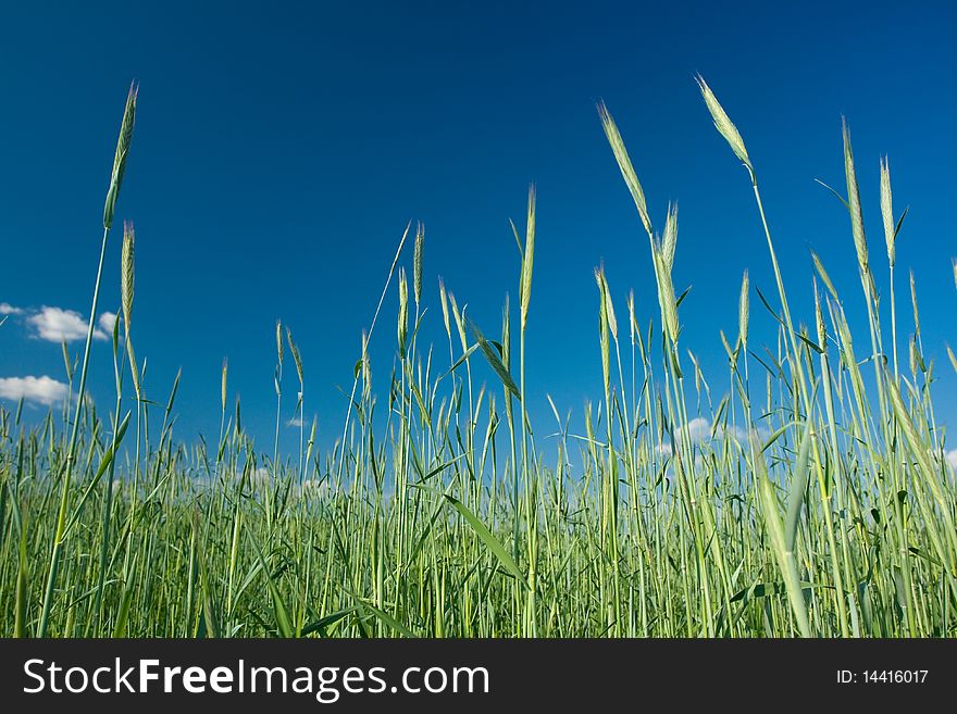 Green corn rye against the blue sky