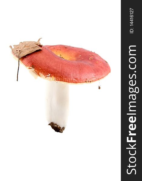 Russula mushroom isolated on white background