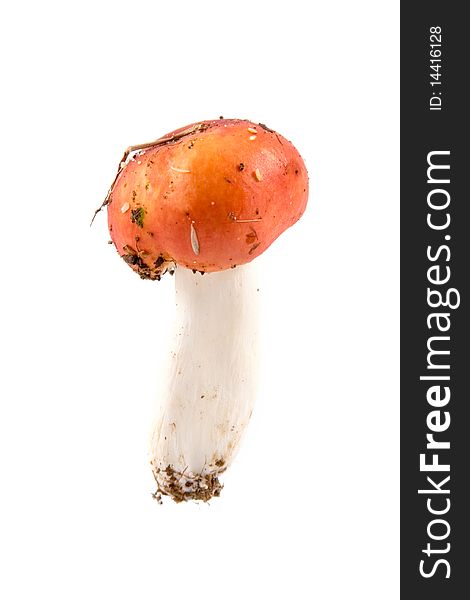 Russula mushroom isolated on white background