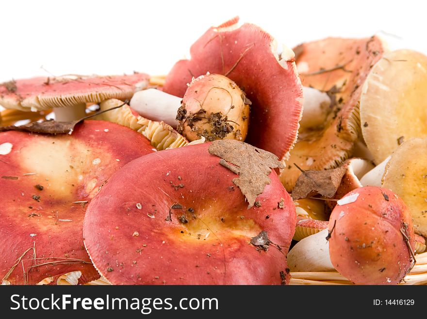 Russula mushroom isolated on white background