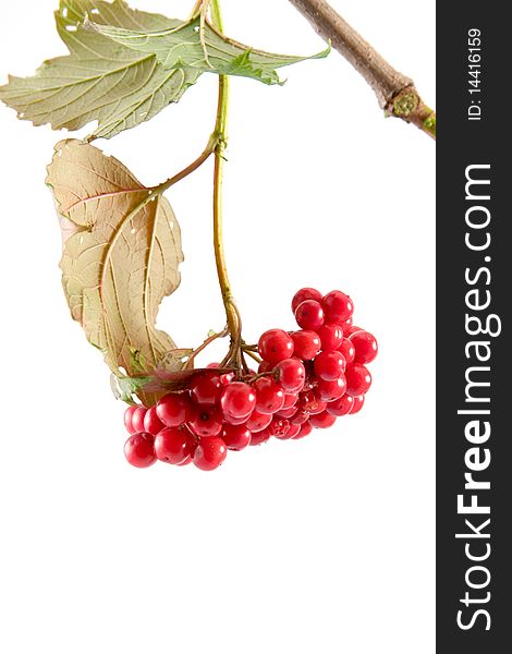 Red berries Viburnum on a white background