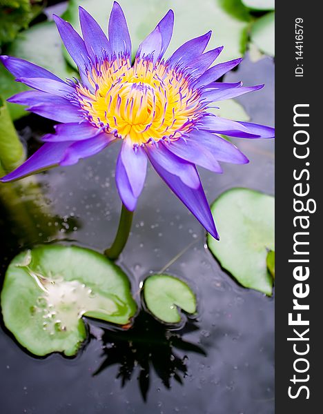 A magenta lotus in small pool