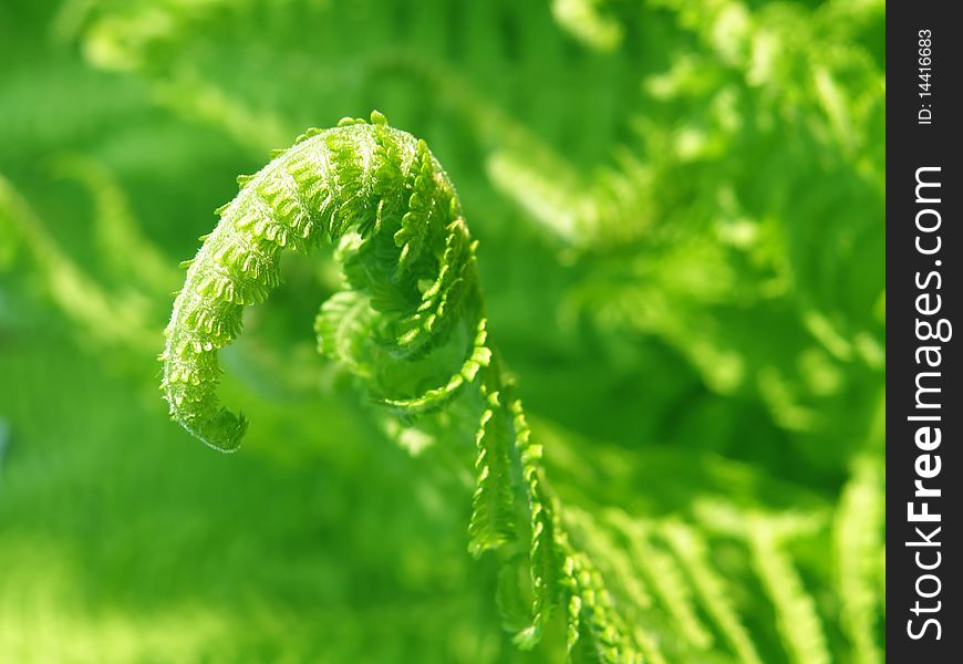 Detail of germination - little green fern. Detail of germination - little green fern