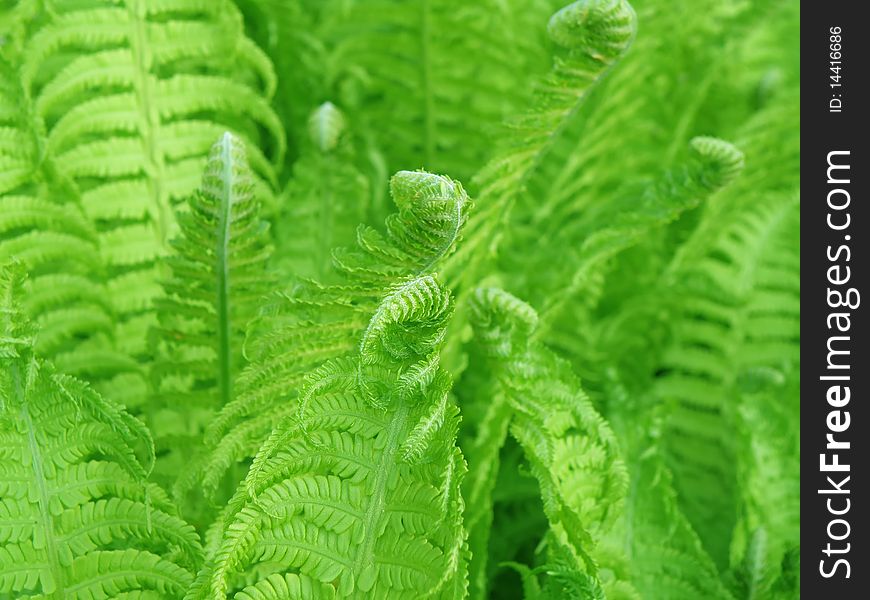 Detail of germination - little green fern. Detail of germination - little green fern