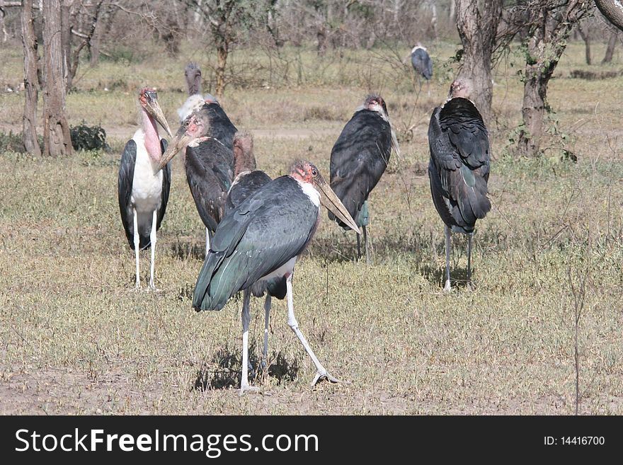 Africa ,Seronera, group of Marabou Stork, portrait. Africa ,Seronera, group of Marabou Stork, portrait