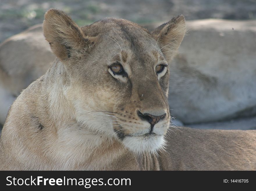 Africa,Tanzania, Close-up Lion
