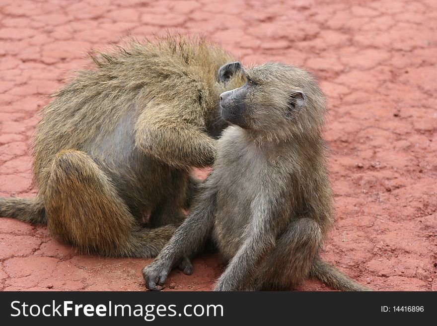 Africa,Tanzania, couple of the monkes who take out the fleas, mothers and baby. Africa,Tanzania, couple of the monkes who take out the fleas, mothers and baby