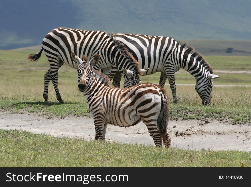 Africa,Ngorongoro reserve, zebre of Burchell, mother and puppy. Africa,Ngorongoro reserve, zebre of Burchell, mother and puppy