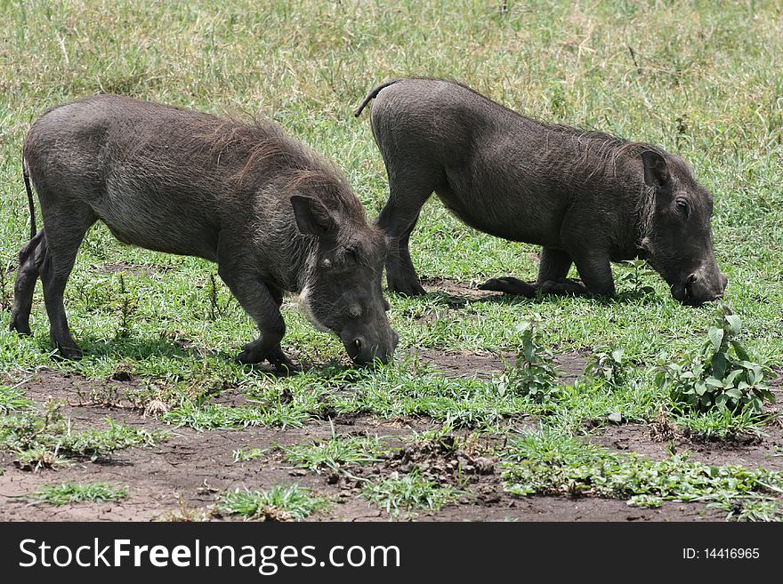 Africa,Tanzania, warthogs to look for tuber. Africa,Tanzania, warthogs to look for tuber