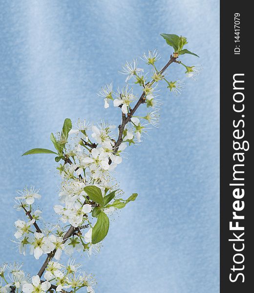 White blackthorn flowers on a blue background